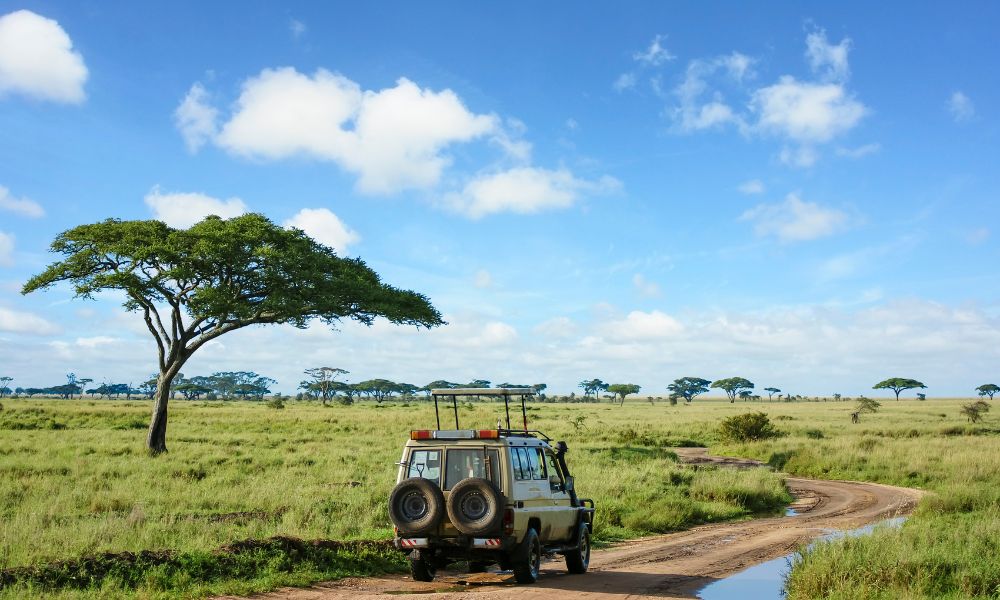 How Much Does It Cost to Safari in Tanzania