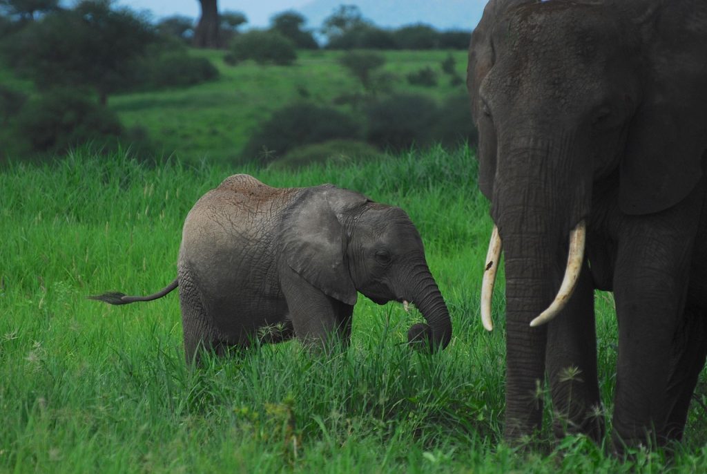 tarangire national park