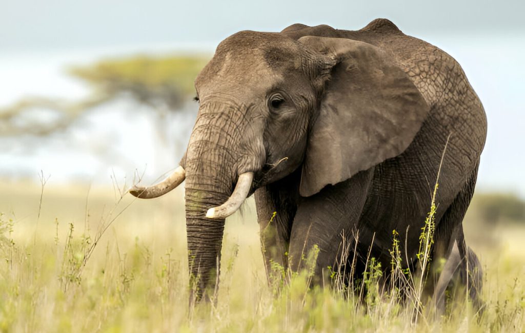 Tanzania Safari Experience