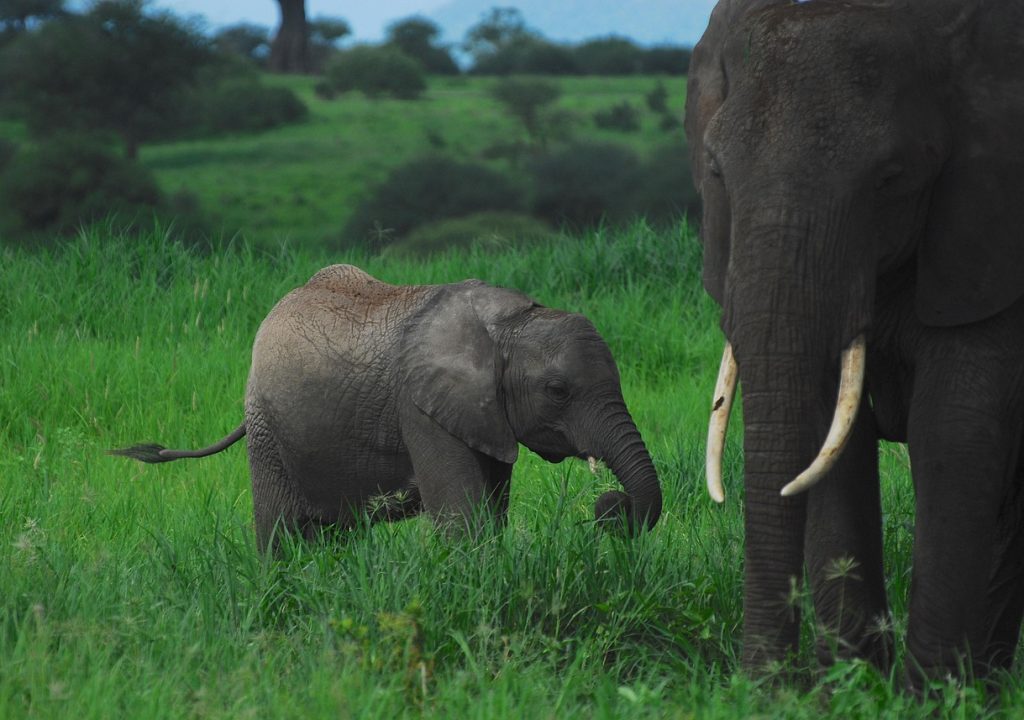 tarangire national park