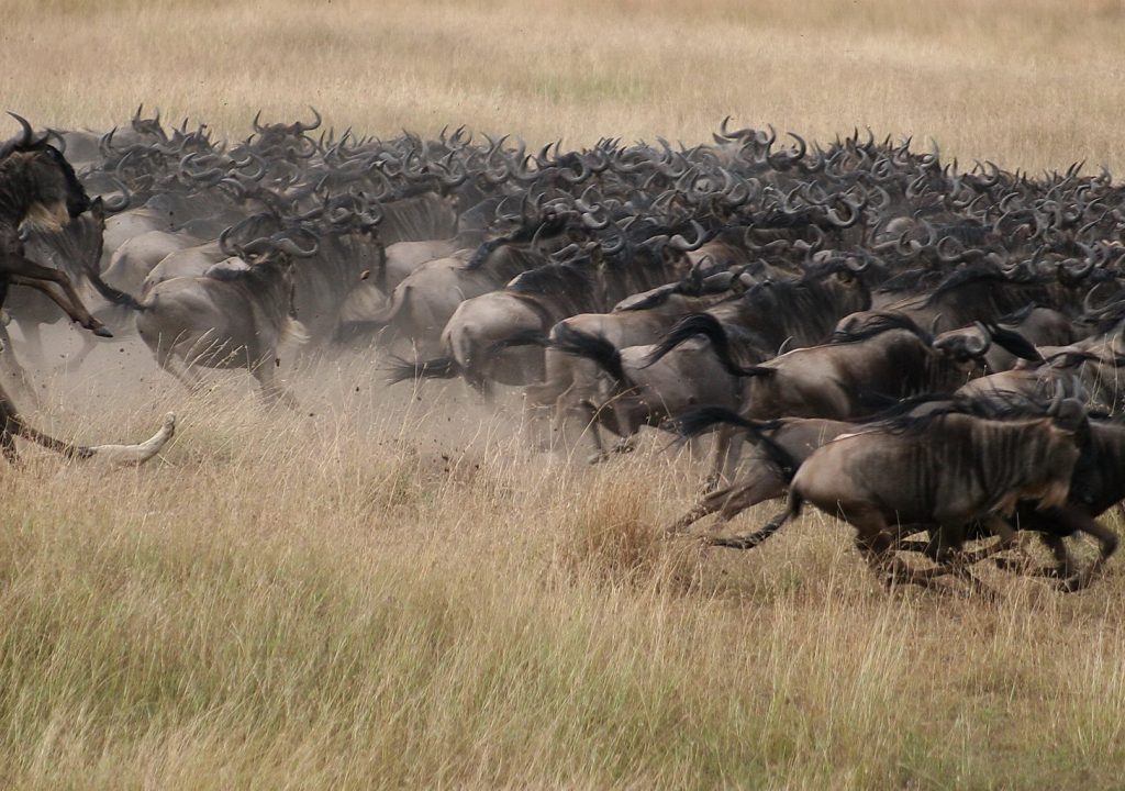 5 days tanzania safari