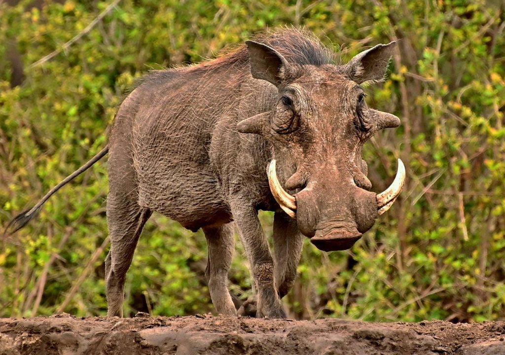 warthog.